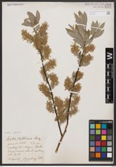 Salix bebbiana Sarg.